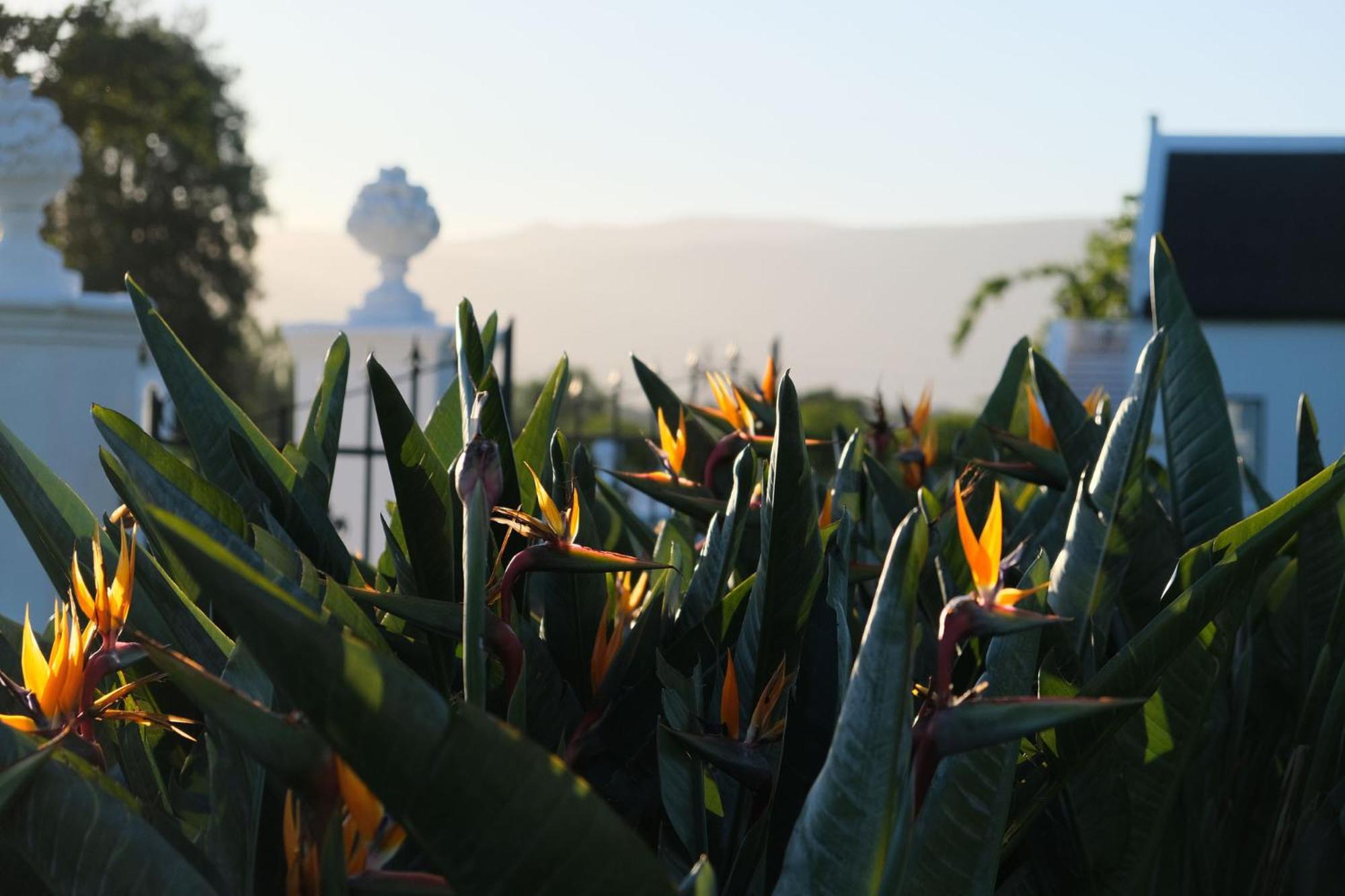 Palmiet Valley Estate Self-Catering Holiday Houses Paarl Exterior foto